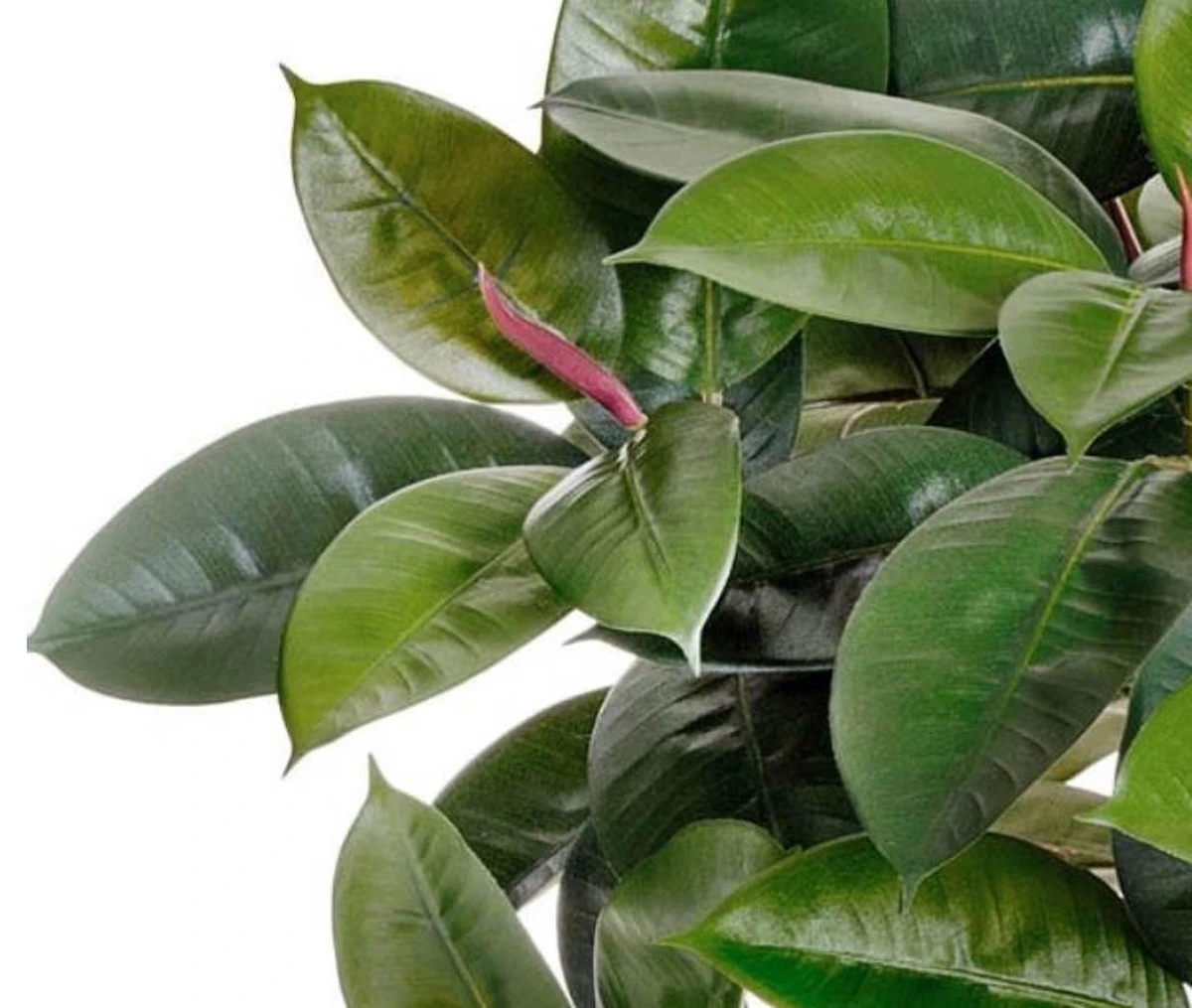 Fíkus opět zelený a plný života: Rychlé řešení pro vaše milované rostliny - image 1