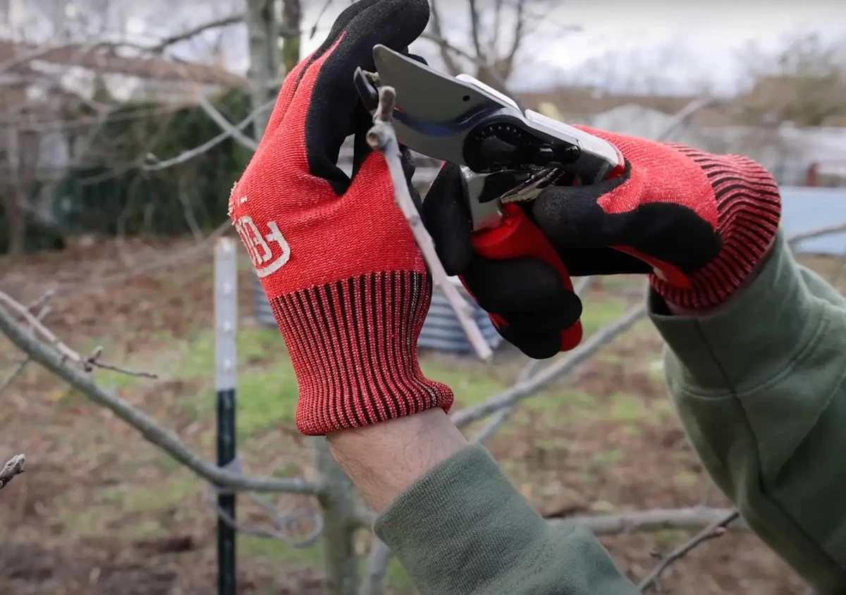 Proč únorové stříhání jabloní rozhodne o vaší úrodě