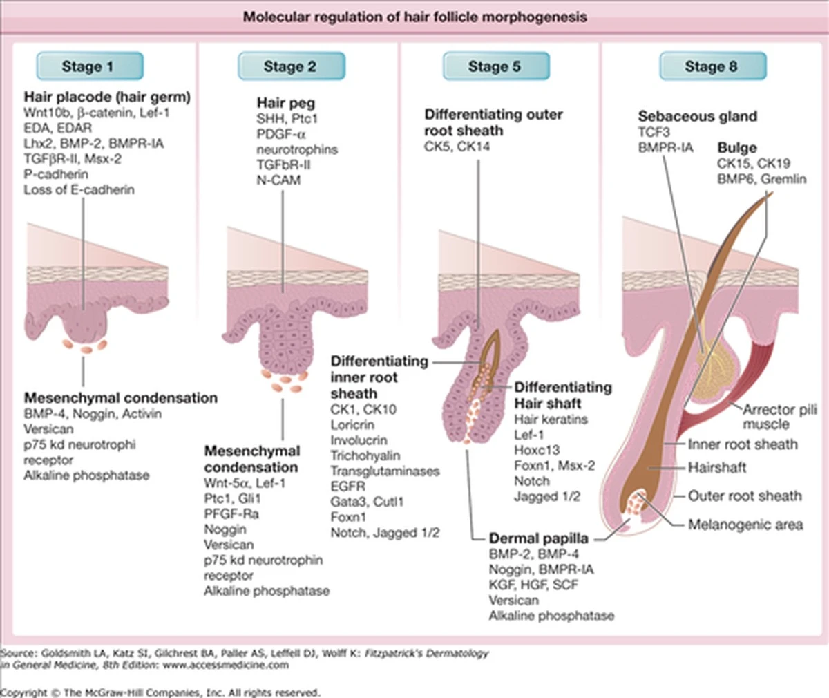 vedcivypestoval-extra-1.webp Vědci vypěstovali funkční vlasové folikuly v laboratoři: Revoluce v boji proti plešatosti? - image 1