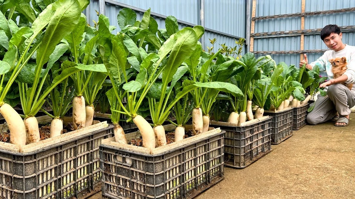 Led v jamce pro ředkvičky: Tajná zbraň pro šťavnatou úrodu bez hořkosti - image 1