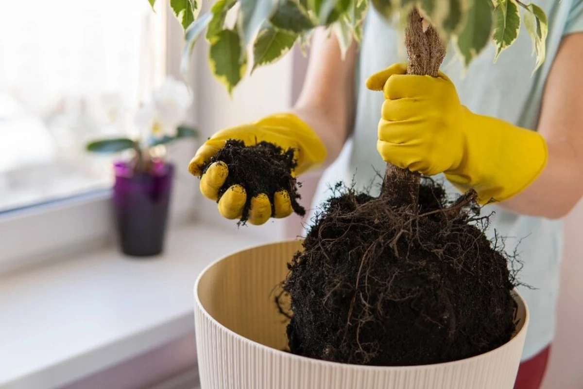 Tajemství přesazování pokojovek: Proč moje rostliny po letech vypadají lépe než nové - image 1