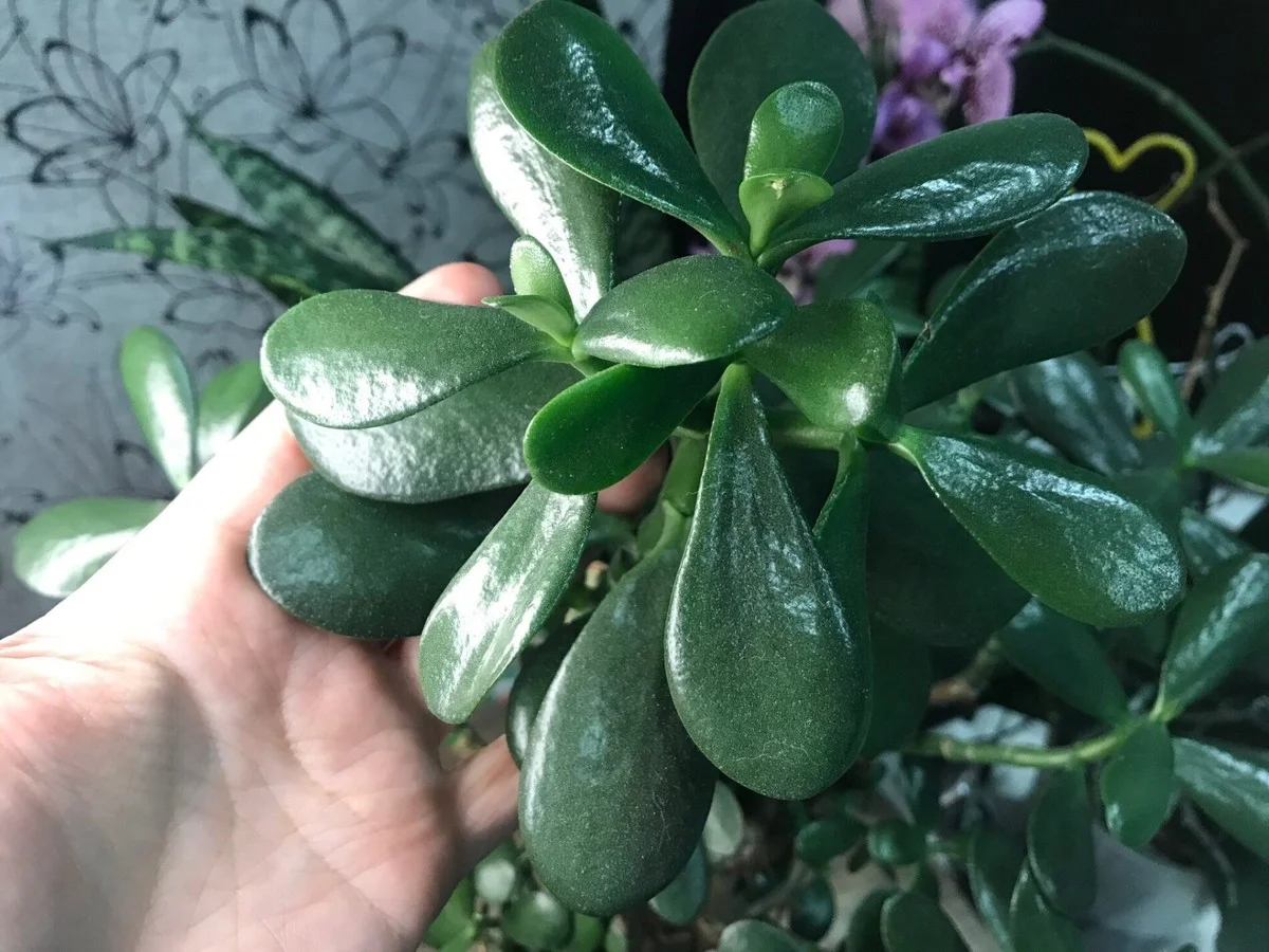 Proč vaše "peněžní stromky" shazují listy: Babí moudrost odhaluje pravdu o vašich financích