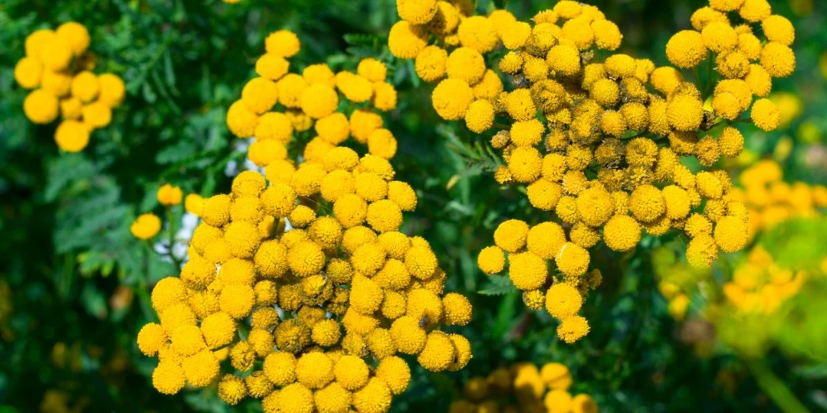 Клещи обходят участок стороной после того, как высадили эти растения: проверенные варианты растений - image 1