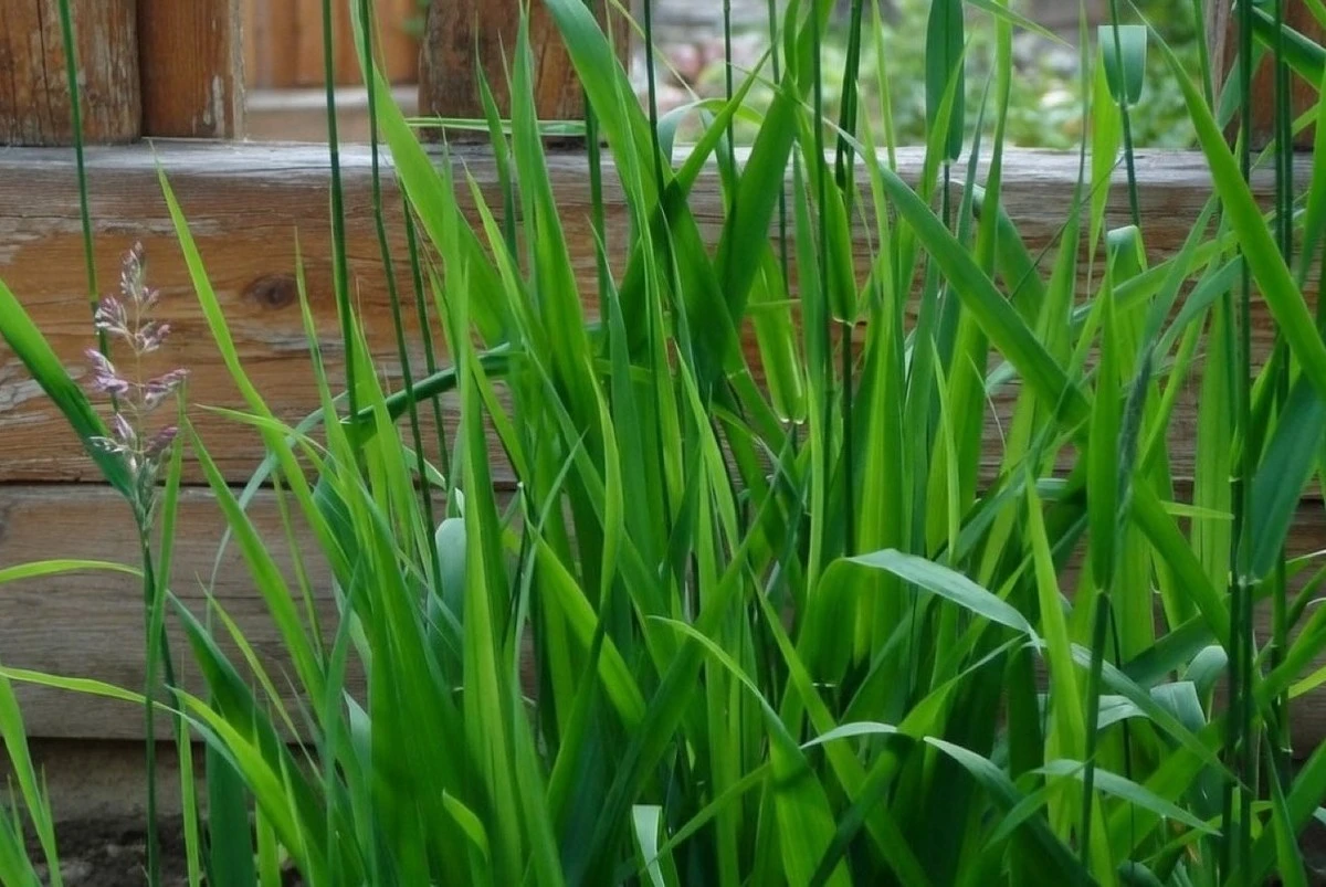 Zkušení zahrádkáři znají slabinu pýru: plevel zmizí bez jediné kapky chemie