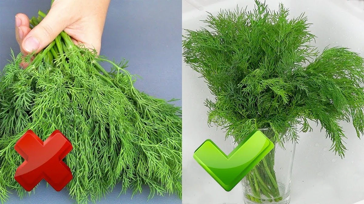 Jak udržet kopr a petrželku čerstvé 2-3 týdny: Odhalený trik