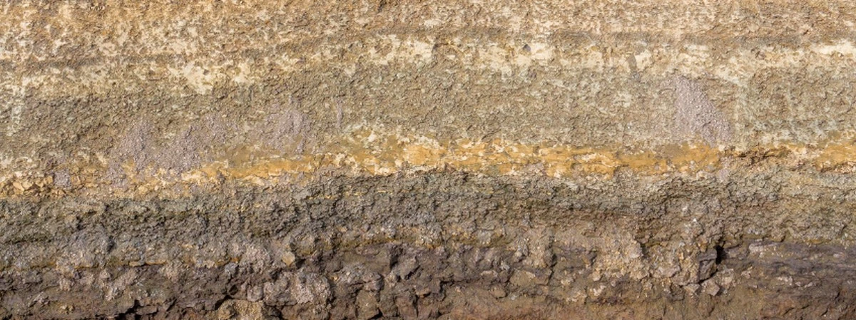 Proč je půda jako živý organismus: 5 nenápadných známek, že čeká na vaše rostliny - image 1