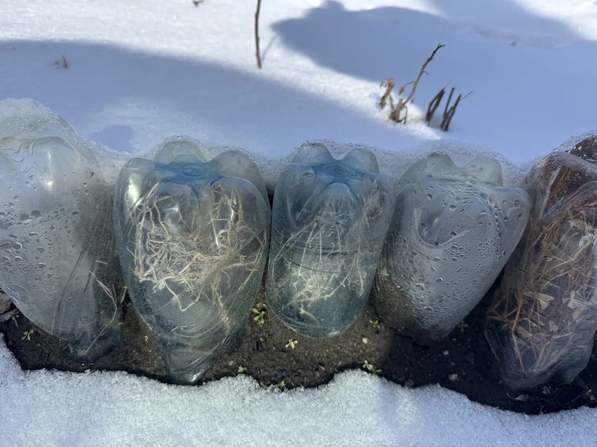 Z odpadků si vytvořte mini-skleníky pro výsevy podzimních plodin nebo prvních květin