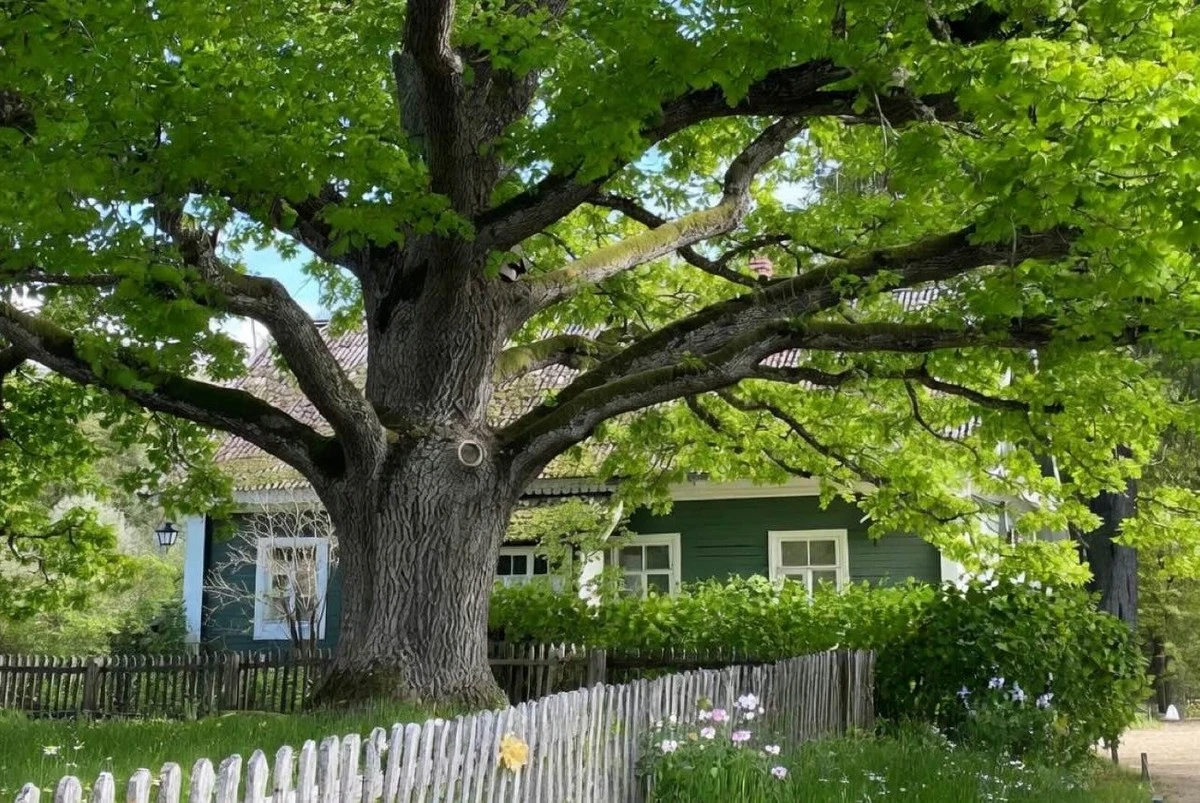 Proč zkušení zahradníci nikdy nesadí tyto 3 stromy blízko domu: následky budou horší, než si myslíte