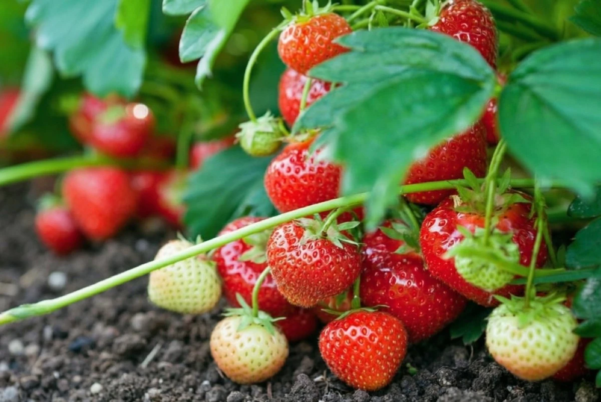 Lesní mulč: jahody jako od cukroví a bez plevele