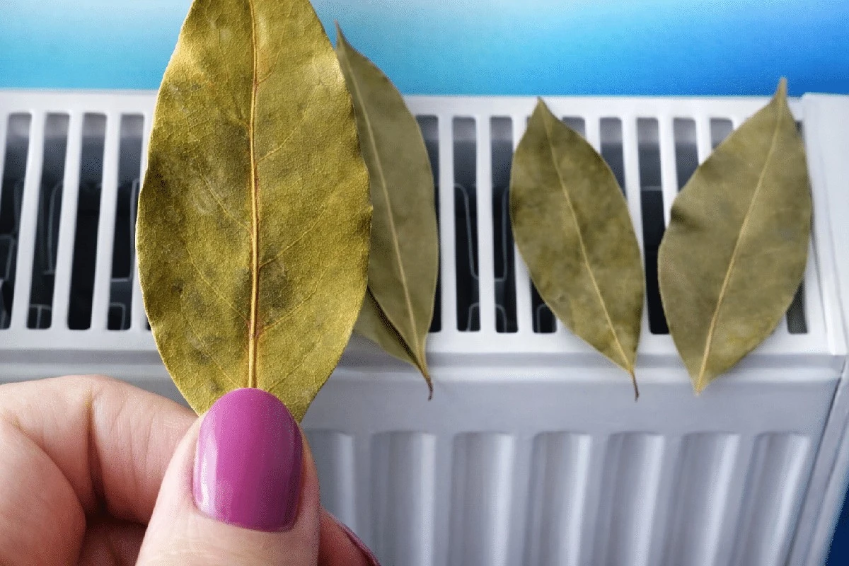 Proč lidé dávají bobkový list na radiátor: Starý trik pro klidný spánek