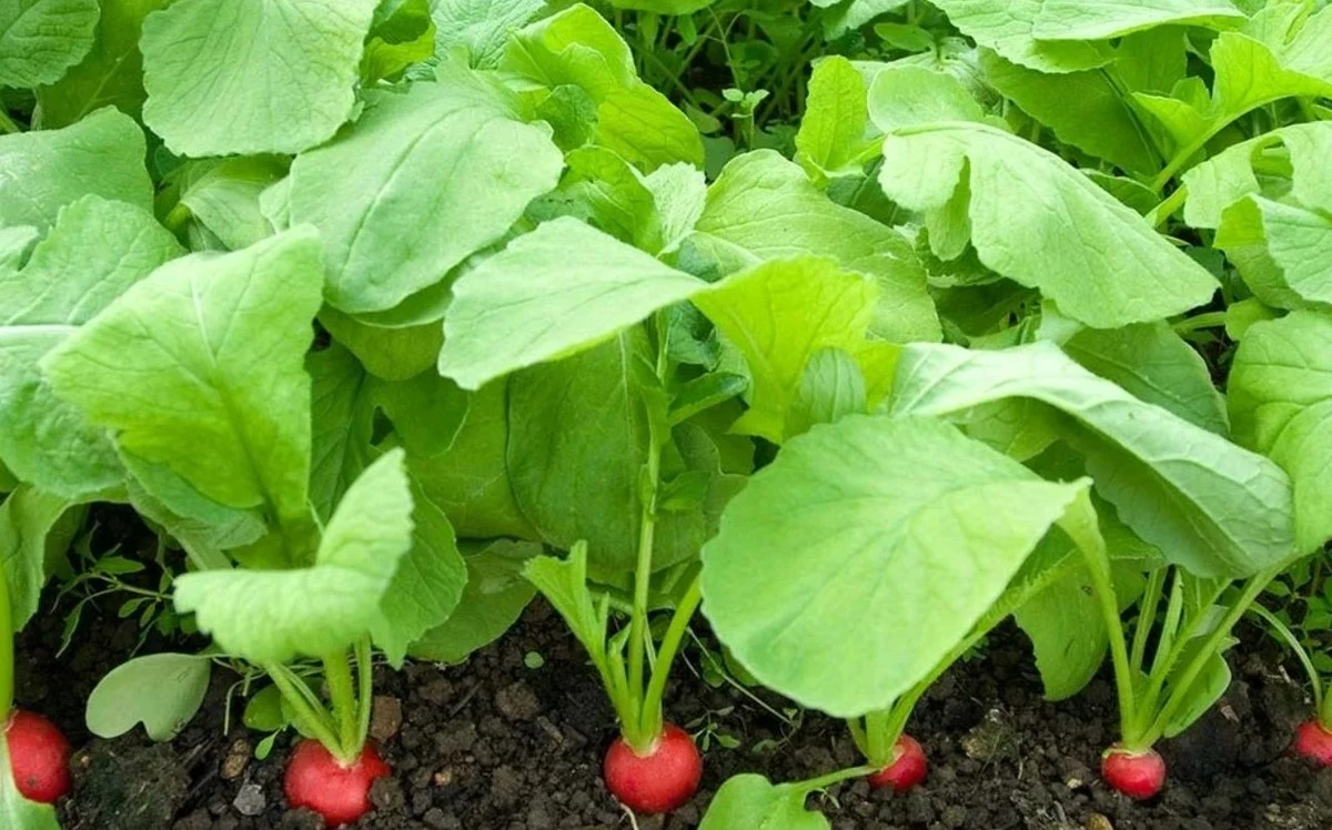 Tři triky zkušeného agronoma pro velkou a šťavnatou ředkvičku bez hořkosti
