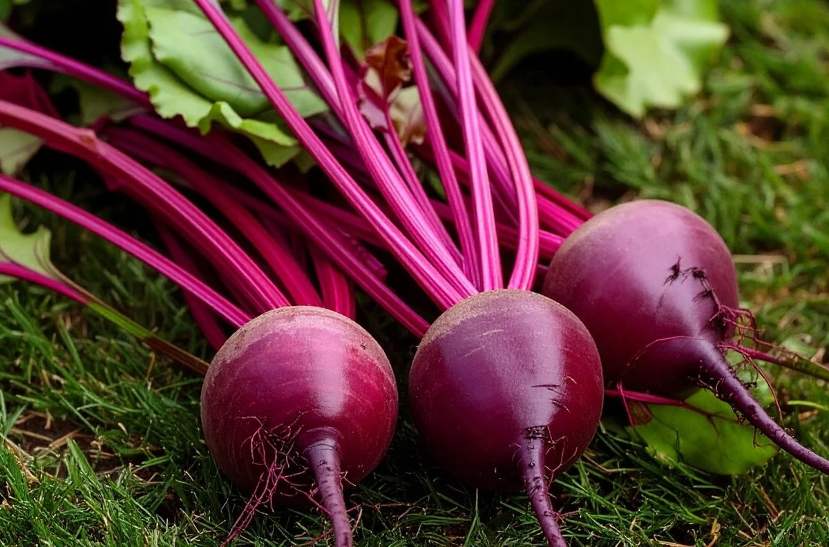 Proč se vaše řepa zkazí: toto jsou tajné odrůdy zahrádkářů, které zaručují obří úrodu