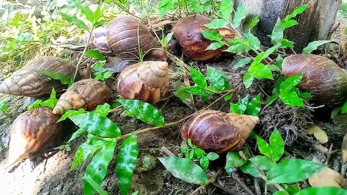Proč šneci nenávidí kosatec: tajná zbraň proti škůdcům v zahradě