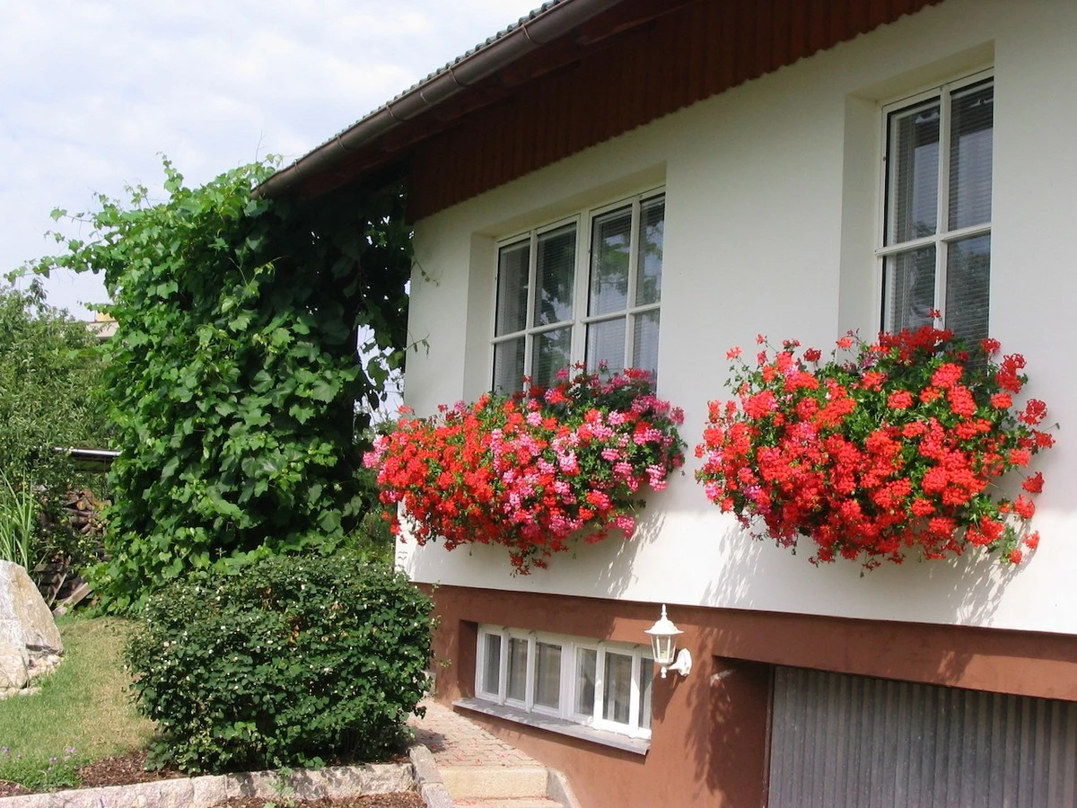 Proč bohatí Češi vyhazují petúnie a muškáty: Těchto 5 rostlin zdobí jejich okna - image 1