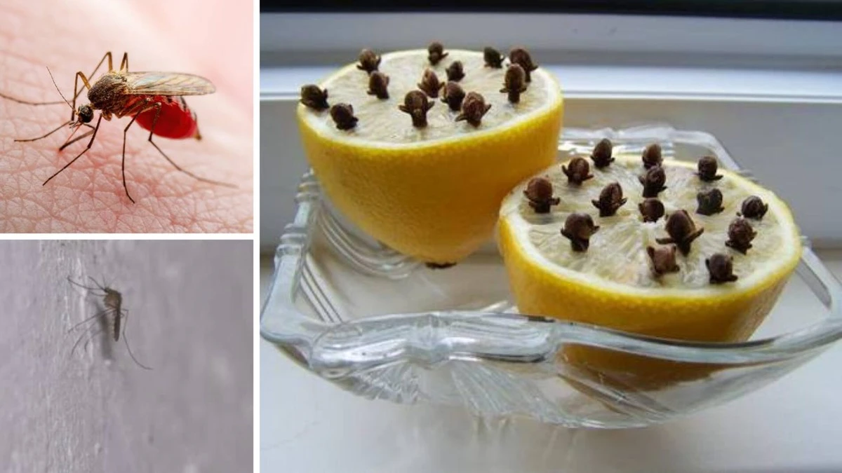 Proč jsou na vašem parapetu první březnoví komáři? Jedna půlka citronu s hřebíčkem je vyřeší
