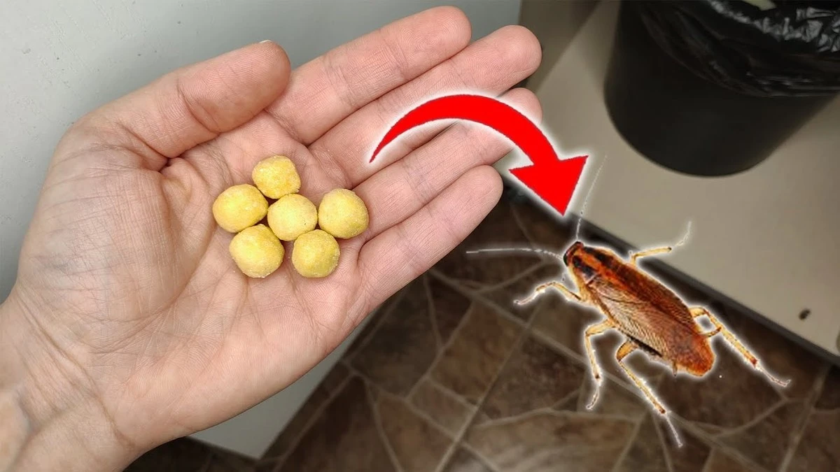 Zapomeňte na chemii: Přirozené metody, které skutečně vyhnaly šváby z mého domova