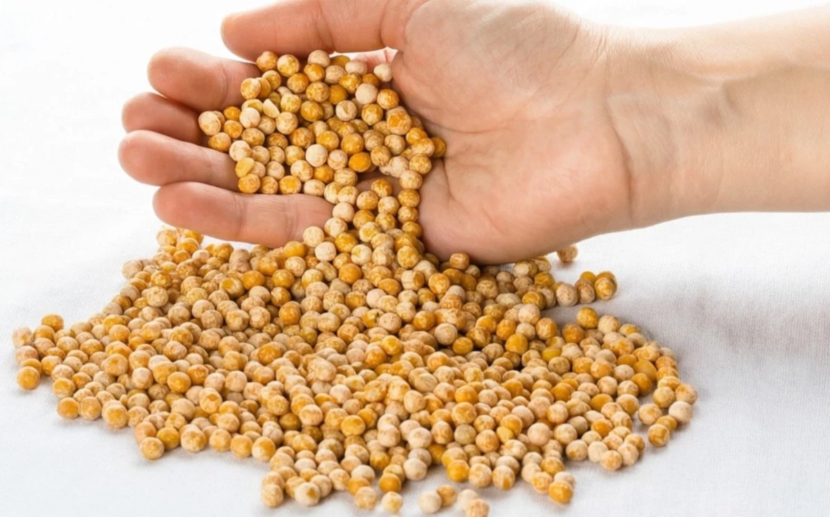 Proč zkušení zahrádkáři sázejí fazole spolu s okurkami: skrytý trik pro bohatou úrodu