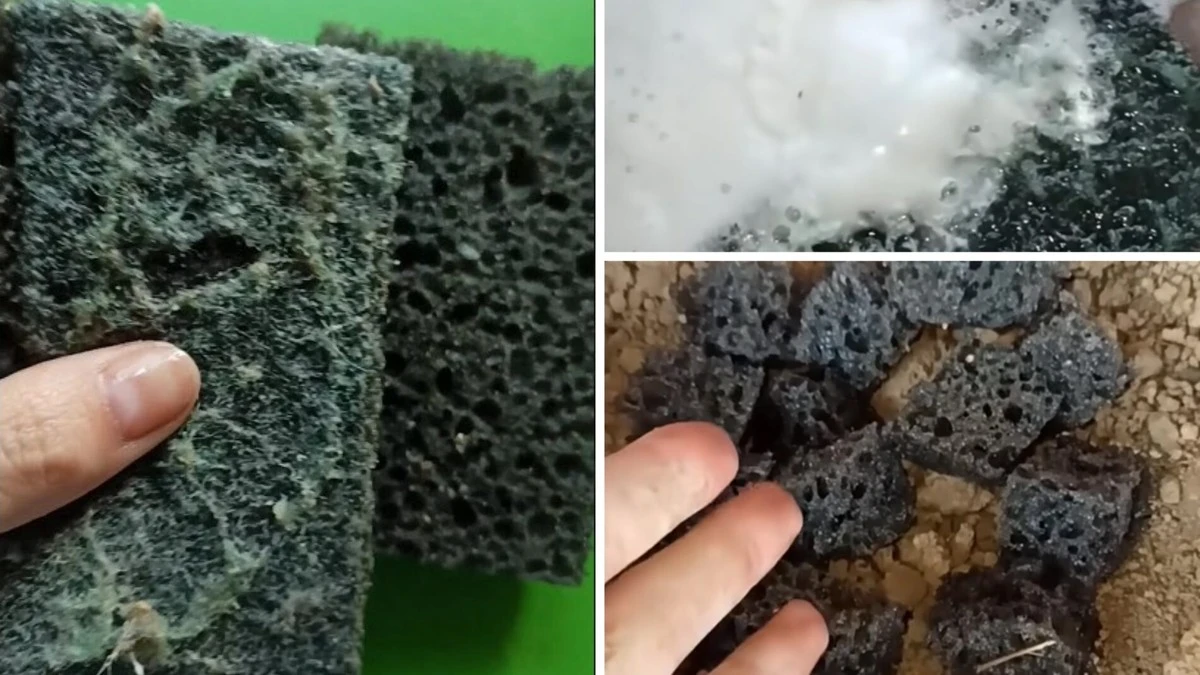 Proč dát levné houbičky na nádobí ke květinám: Zázrak pro vaše rostliny