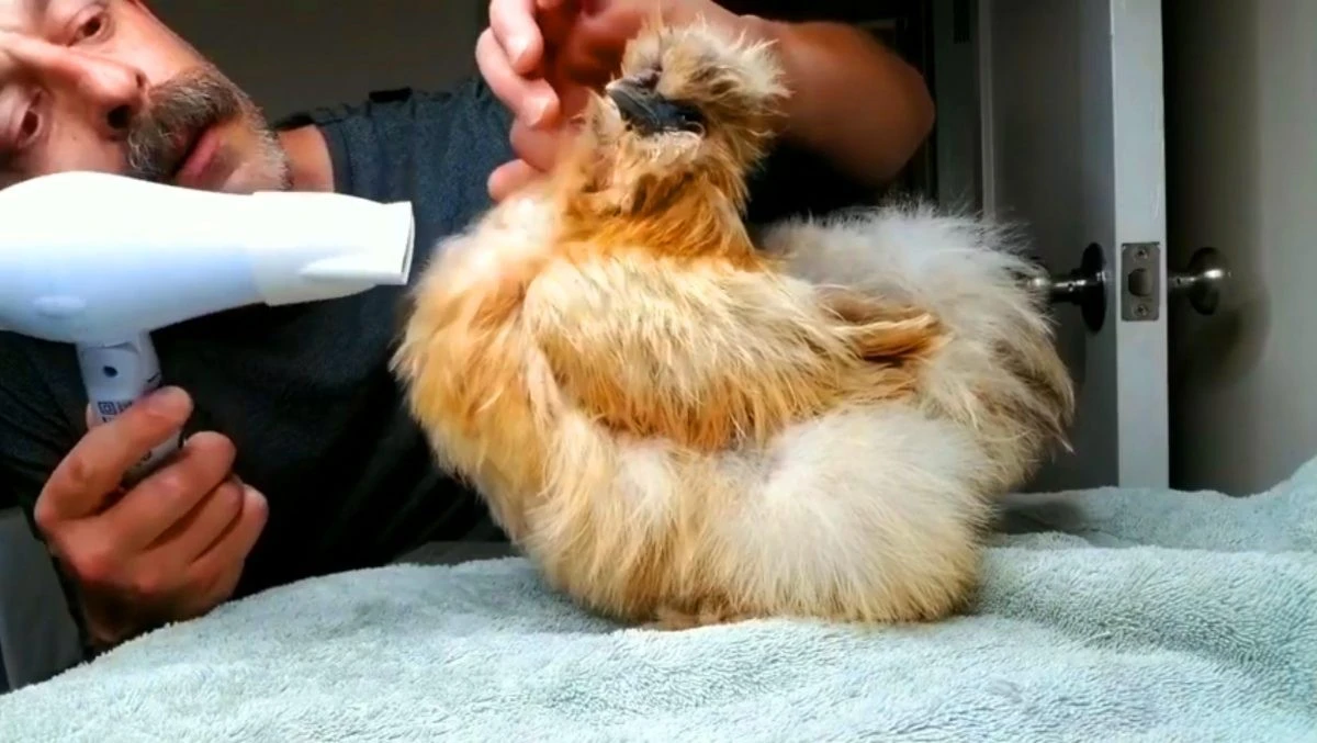 Proč moje slepice dostávají jarní lázně: Vypadají jako právě z kuřecího wellness - image 1