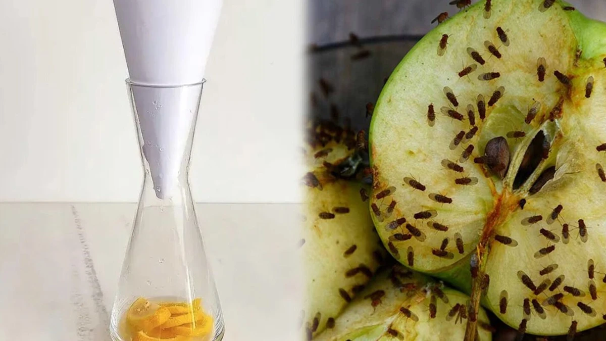 Jak se zbavit ovocných mušek jednou provždy: past z novin a PET lahve, která funguje