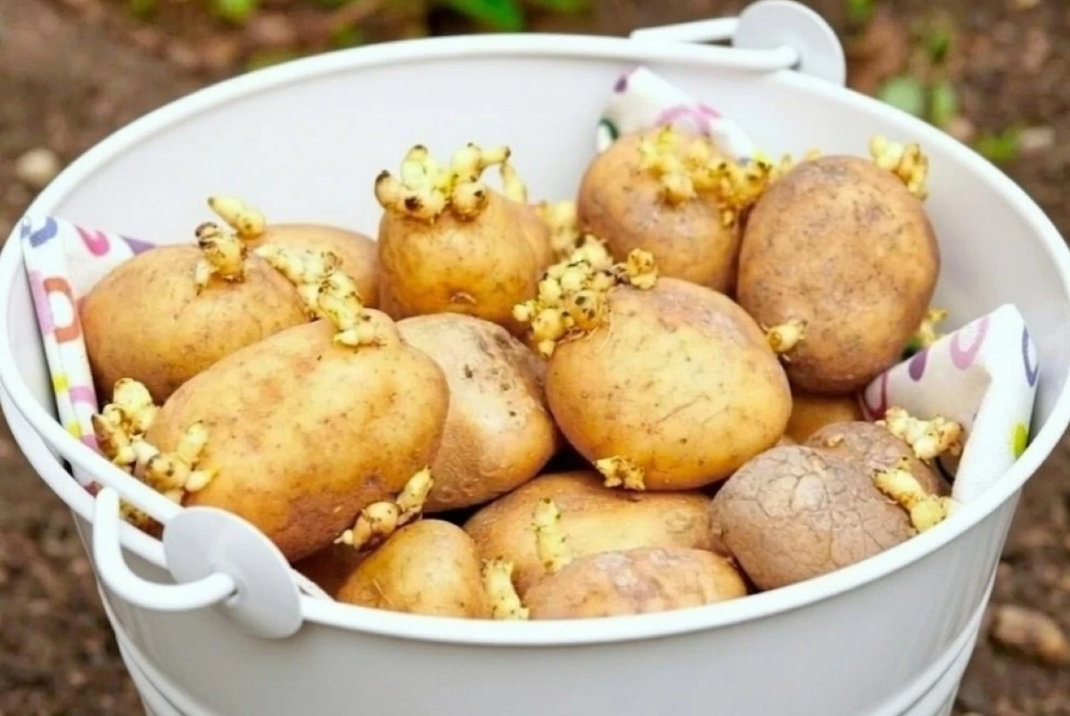 Proč brambory klíčí ve sklepě: znáte tyto 4 důvody?