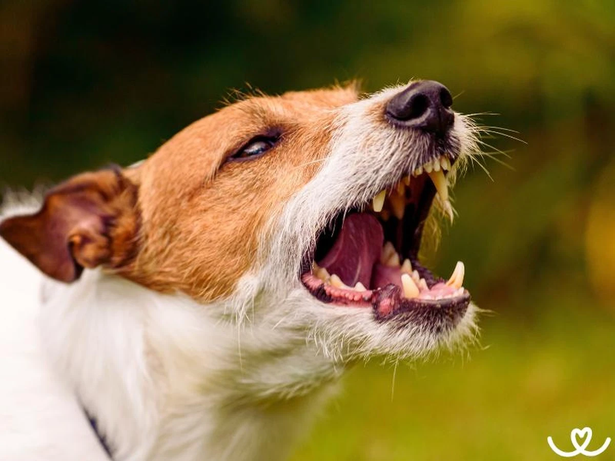 procvaspessteka-extra-1.webp Proč váš pes štěká jen na některé lidi? Expert odhaluje skryté důvody - image 1