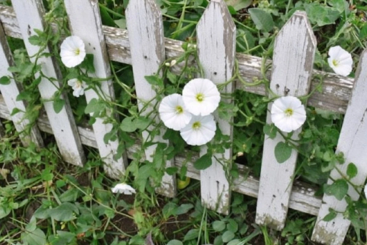 Jak se zbavit úporného svlačce na zahradě: Tipy, které opravdu fungují
