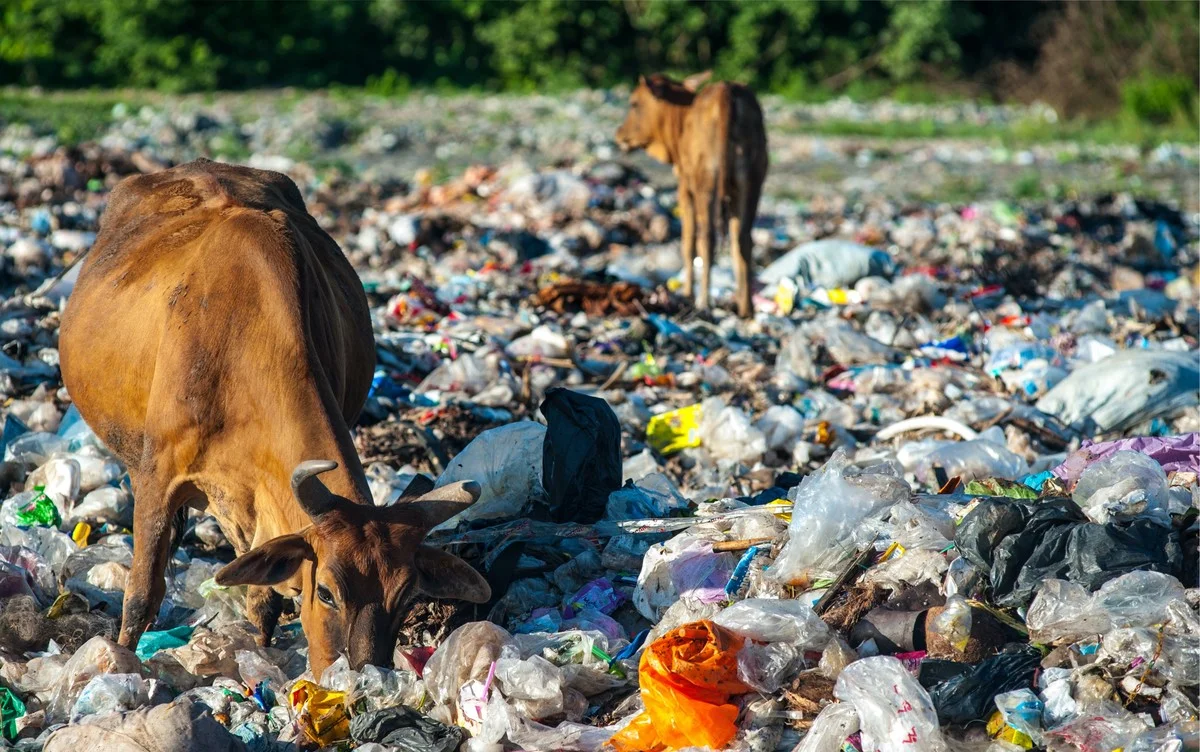 Jíme plast denně, aniž bychom si to uvědomili: Tyto potraviny jsou největšími viníky - image 1