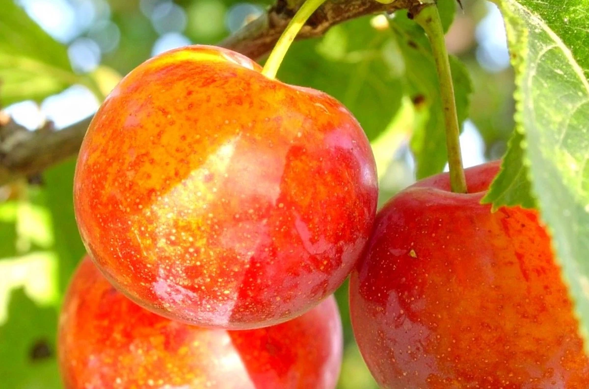 Pluot: 50 kg ovoce i kruté zimy – tajná zbraň zahradníků