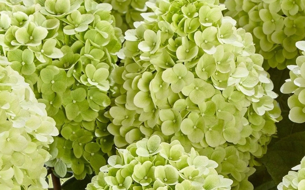 Kdy a jak přesně stříhat hortenzii latnatou na jaře pro záplavu květů