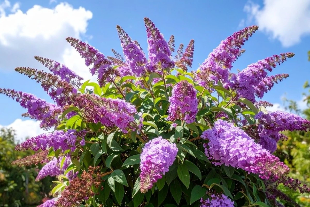 Proč zasadit tento keř v únoru: Jarní magnet na včely i motýly