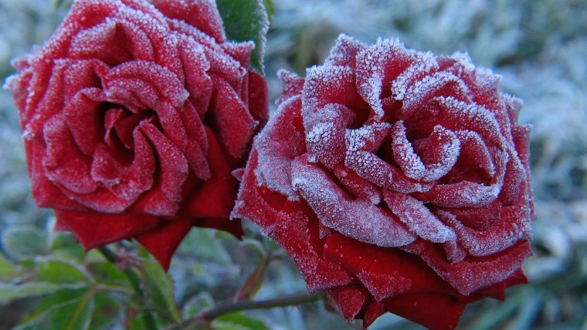 jakodstranitsni-extra-1.webp Jak odstranit sníh z růží na konci zimy: snadná rada pro zahrádkáře - image 1