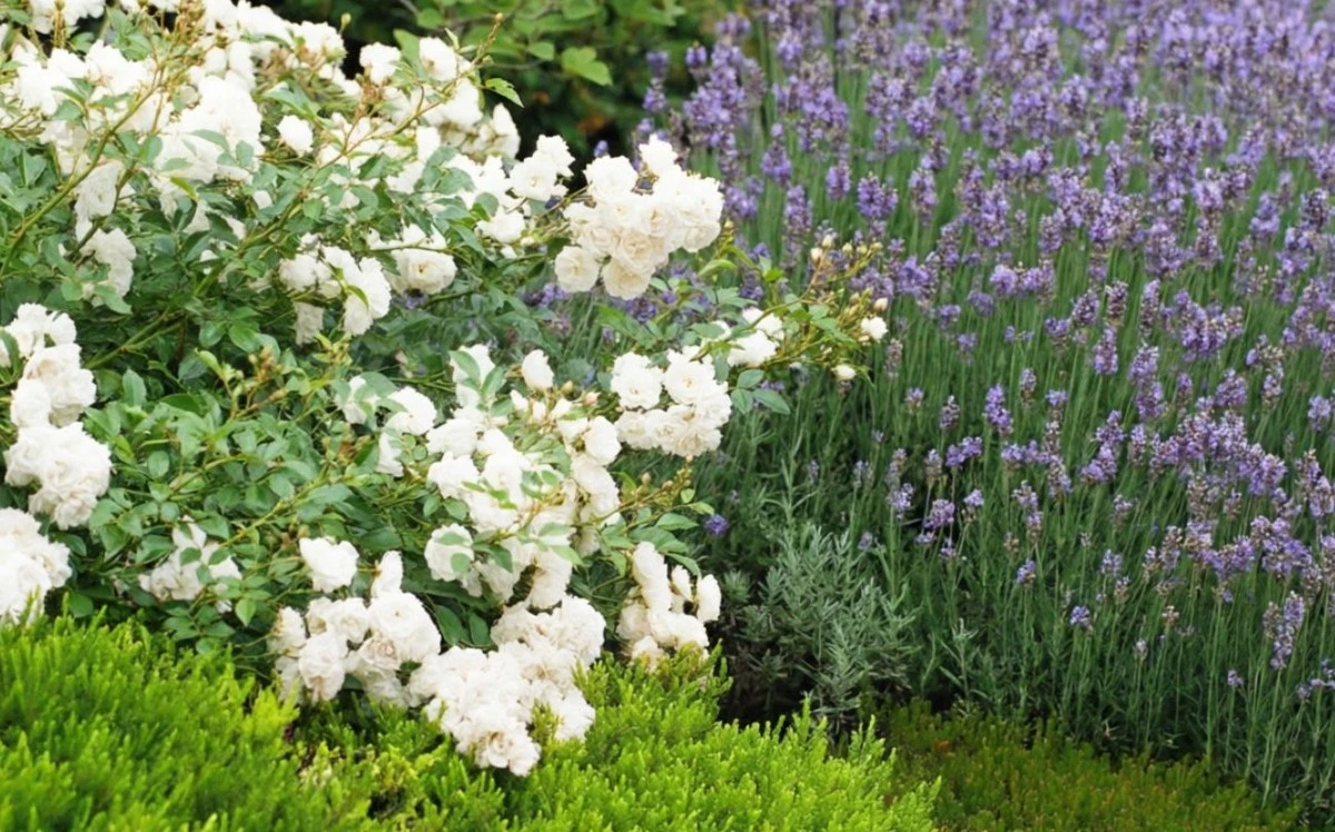 Váš pozemek bude vonět celé léto: zapamatujte si jednoduchá tajemství voňavé zahrady