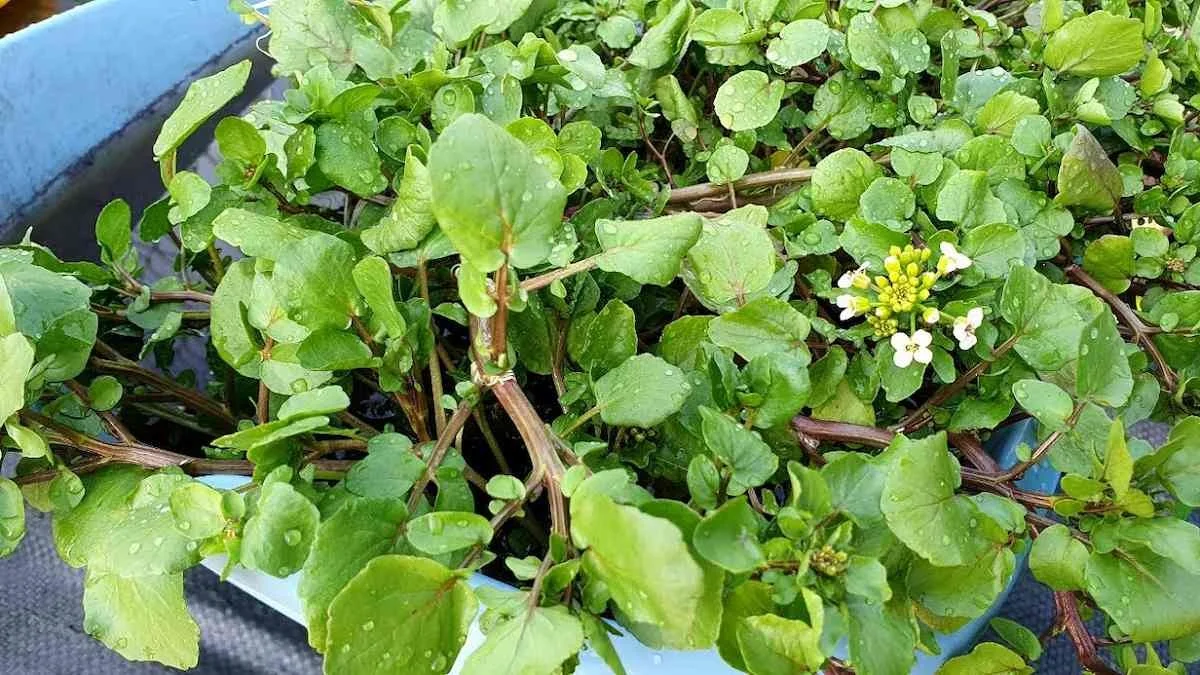 Víte, jaká je skutečná superpotravina mezi zeleninou? Překvapení skrývají tyto listy!