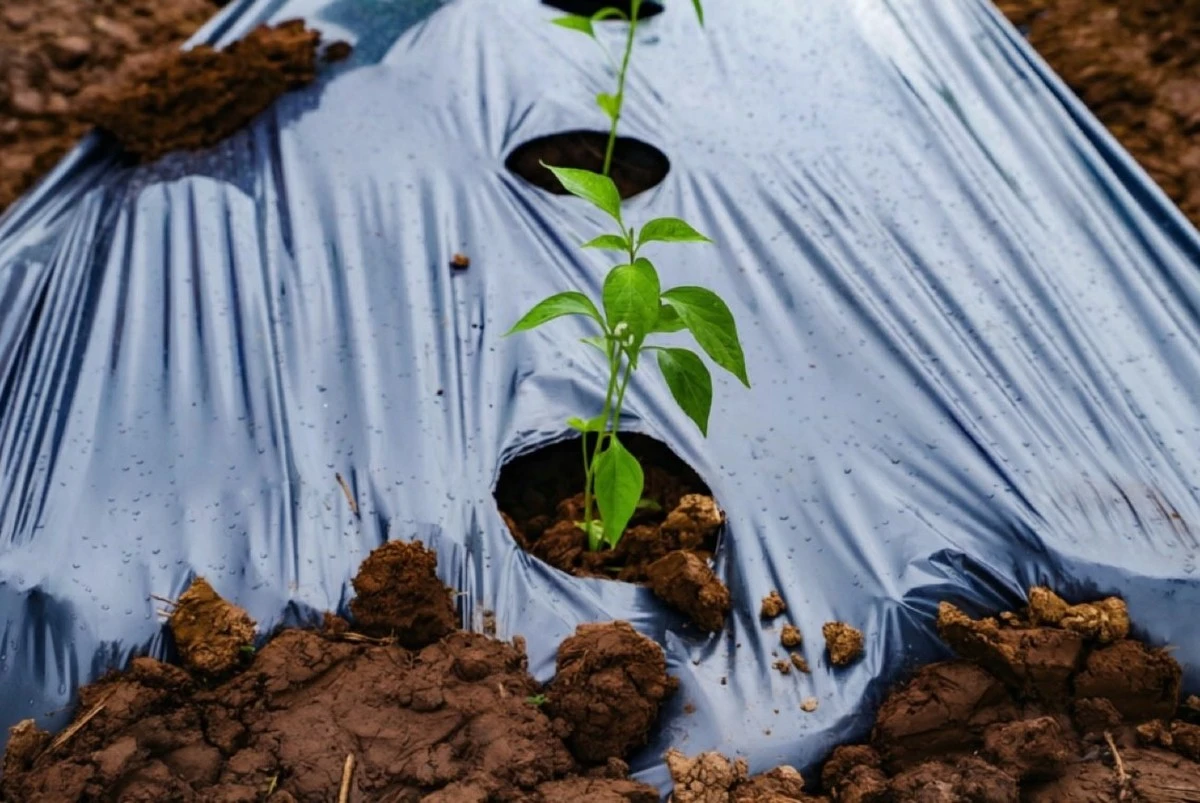 Půda připravena k sázení za 3 dny: osvědčený způsob rychlého prohřevu země