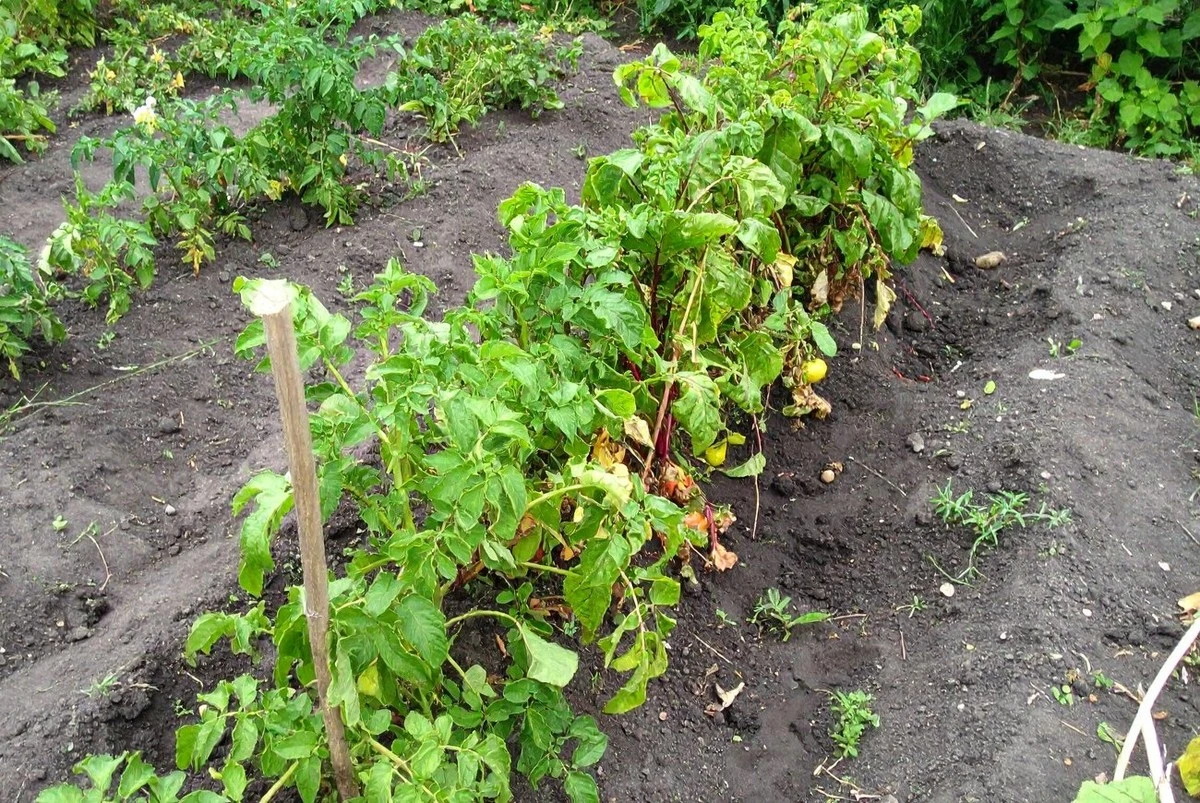 Velké a zdravé plody: Jaká jarní hnojiva opravdu zaberou