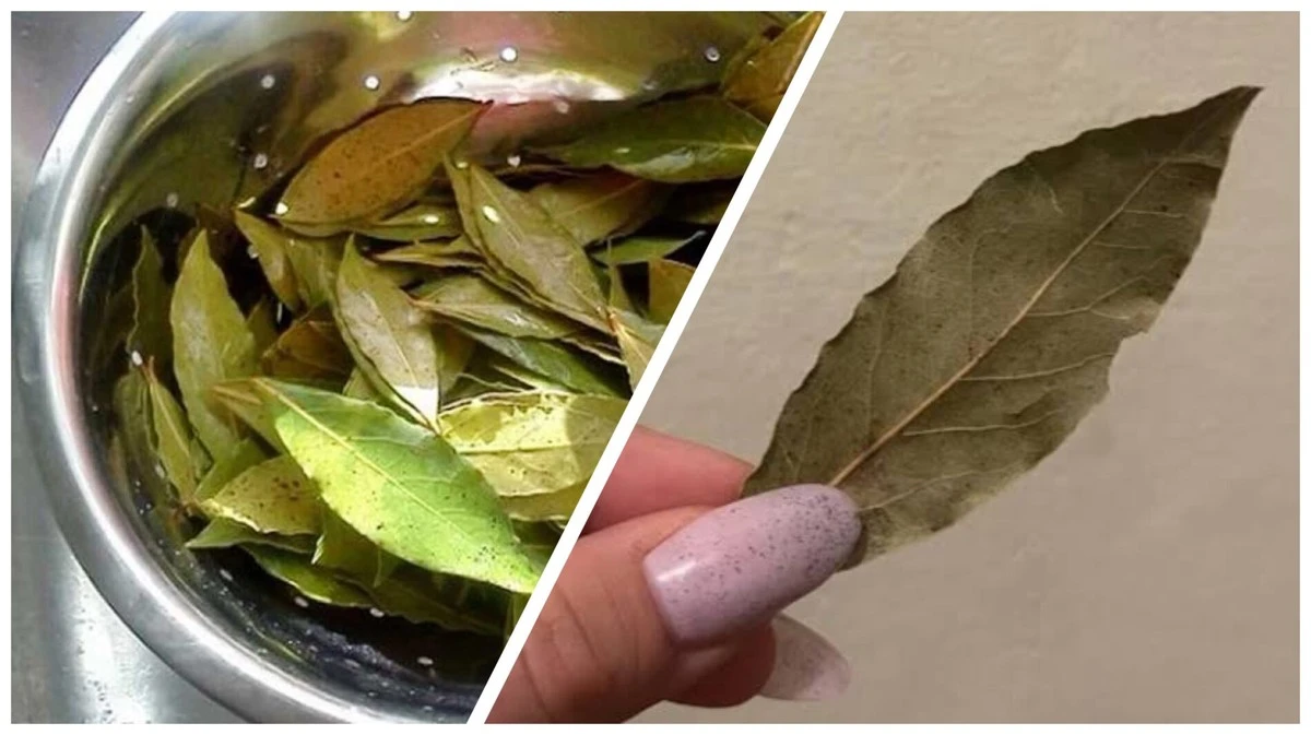 Ledový poklad: 4 nečekané způsoby využití vavřínu, které vám změní život