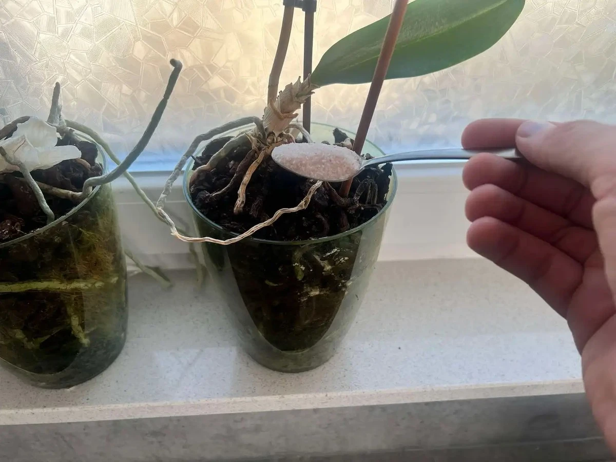 Proč vaše orchideje nekvetou? Tajemství "obyčejného" materiálu, který promění květináč