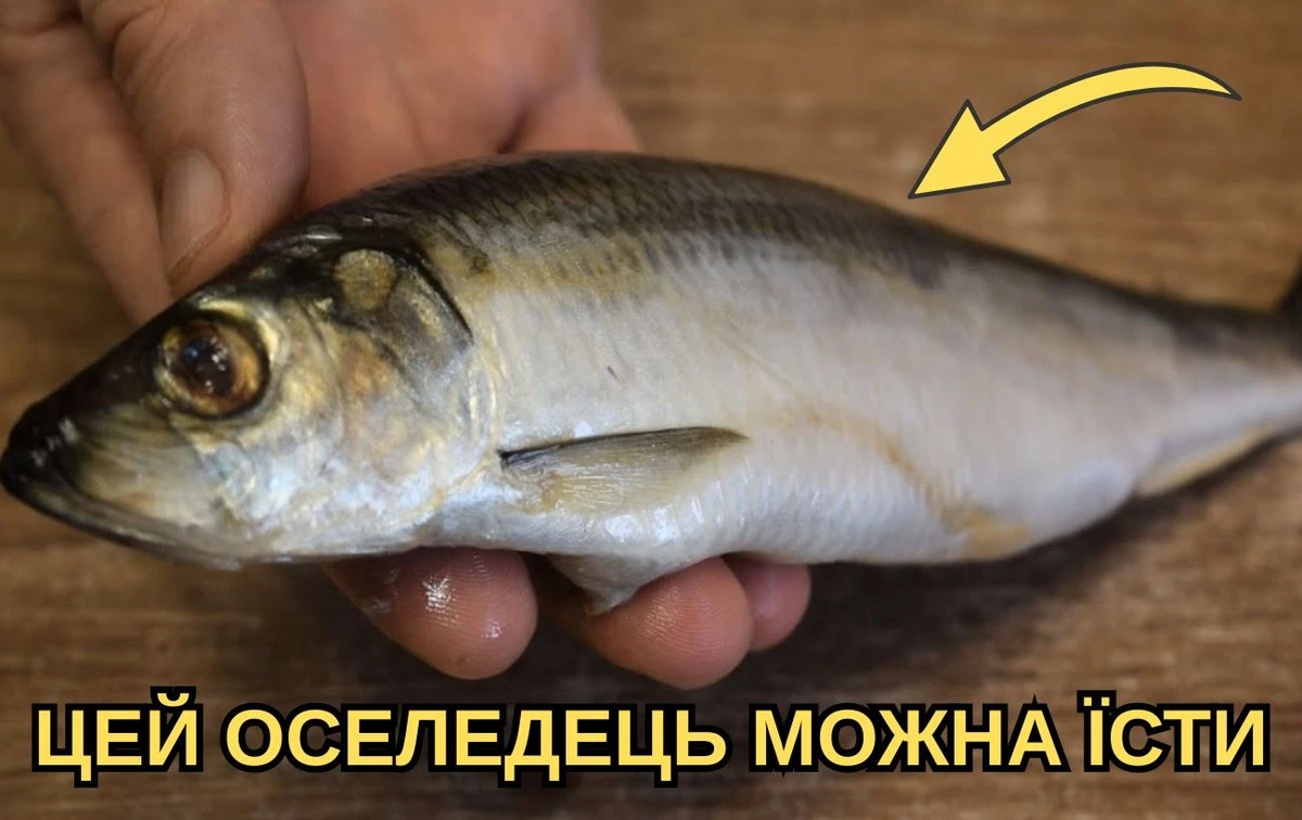 Prodavači na trhu se děsí, když to udělám: Stačí jeden pohled a hned vím, jestli je sleď v pořádku