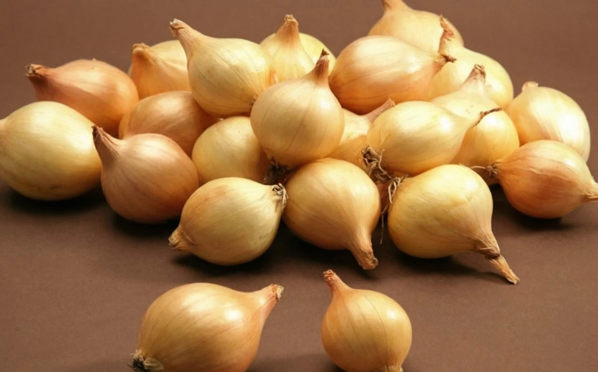 Proč před sázením ohřívat sadbový česnek: jednoduchý postup zachrání celou úrodu