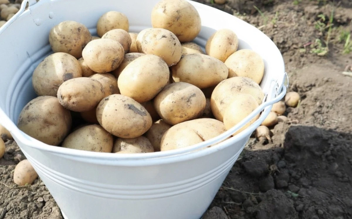 Volba brambor na záhon: Vše závisí na tom, co chcete vařit