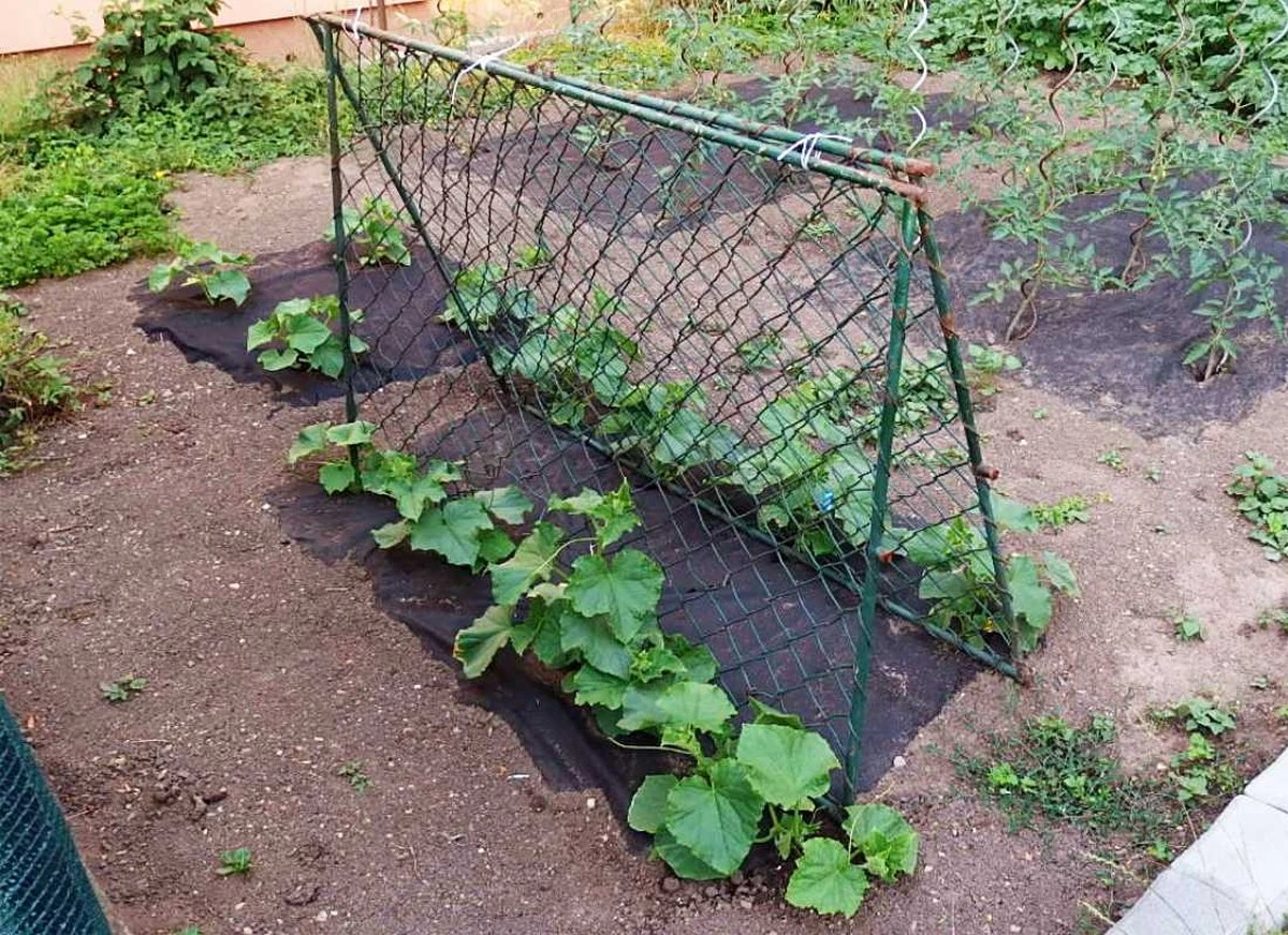 jaksklizetrekor-extra-1.webp Jak sklízet rekordní úrodu okurek z jedné rostliny bez chemie a zbytečných nákladů: Trik zkušených zahrádkářů - image 1