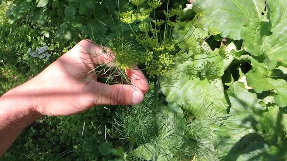 Kopr: Koření, které pomohlo babičce s hladinou cukru v krvi