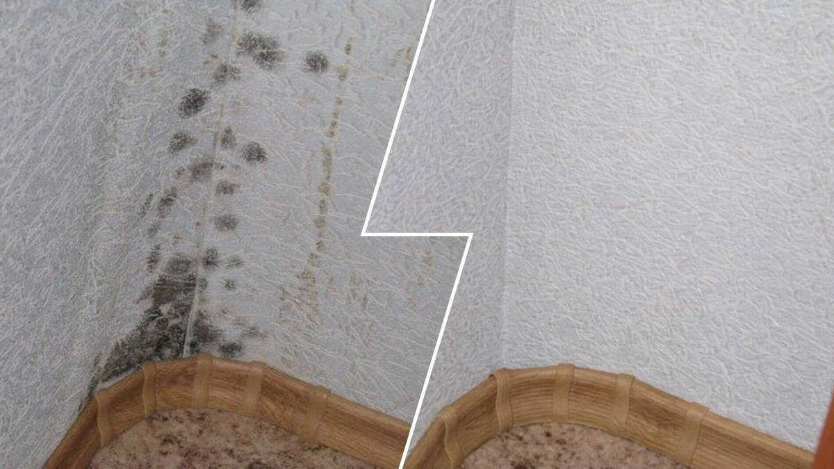 Jednoduchý roztok z domácích potřeb: Zbavte se plísně na stěnách za pár minut bez chemie