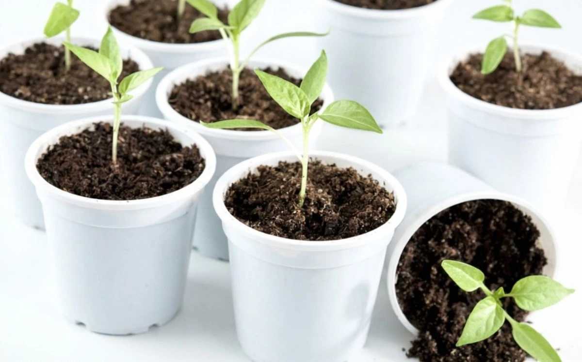 Proč vaše sazenice vypadají jako smutné nudle: 5 triků od zkušených zahradníků, které fungují