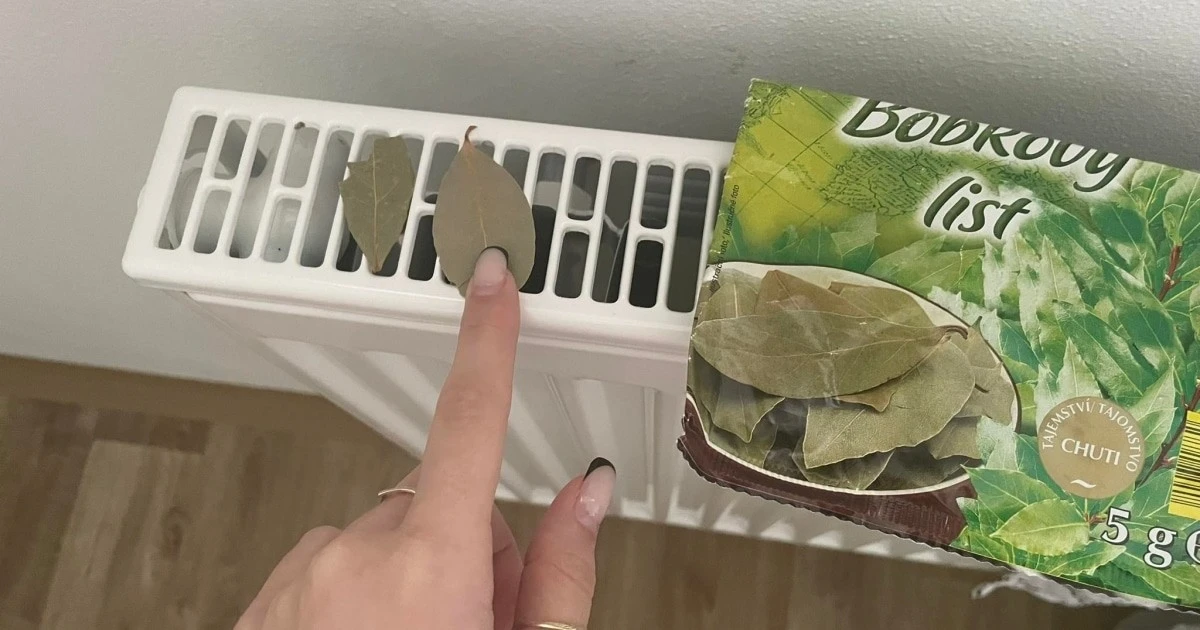 Proč lidé dávají bobkový list na radiátor: Starý trik pro klidný spánek - image 1
