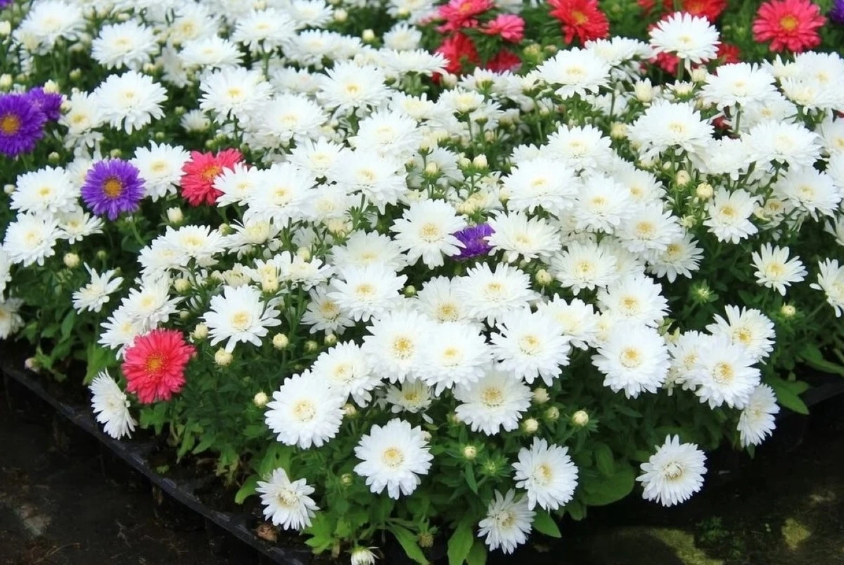 Kdy vysévat astry do volné půdy, aby kvetly až do mrazů: zkušení zahrádkáři to dělají takto