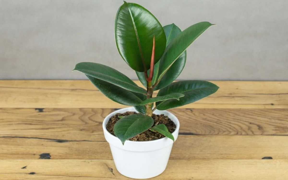 Fíkus opět zelený a plný života: Rychlé řešení pro vaše milované rostliny