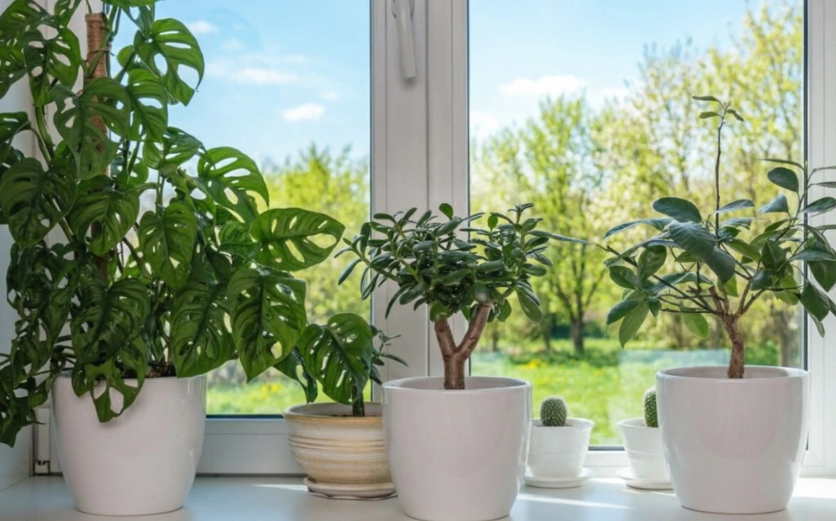 Tajemství lesklých listů: 3 domácí spreje, které promění vaše pokojové rostliny