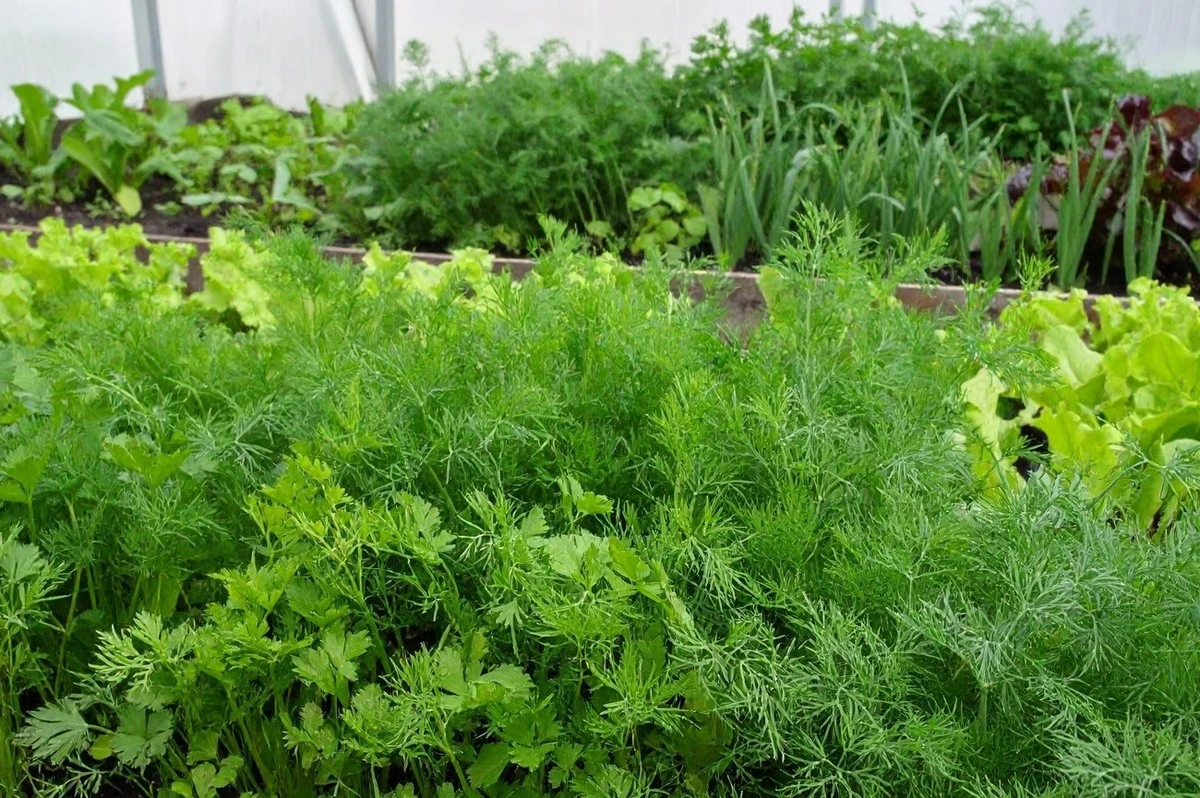 Dvojnásobná úroda ze stejné plochy: Jaké zelenině se na záhonu daří společně?